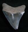 Inch Serrated Megalodon Tooth #4968-1